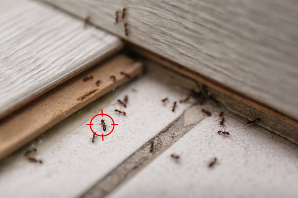 Best Wasp Removal Services  in Nokomis, FL