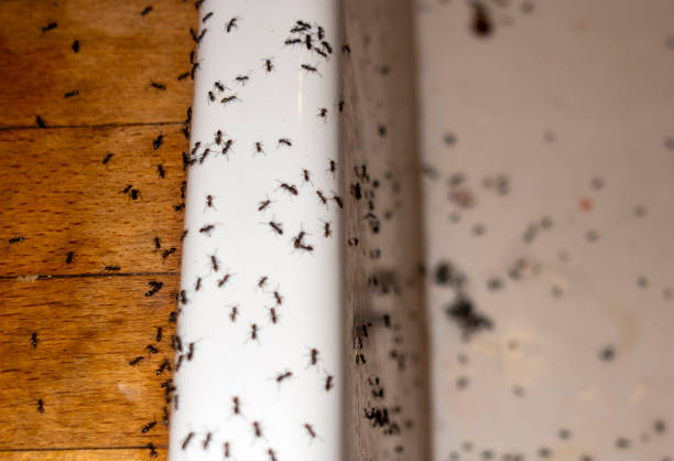 Best Affordable Pest Control Services  in Nokomis, FL
