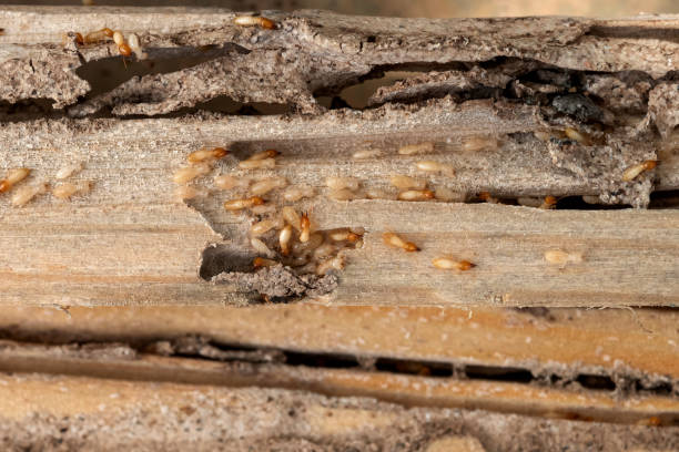 Best Exterminator Services  in Nokomis, FL